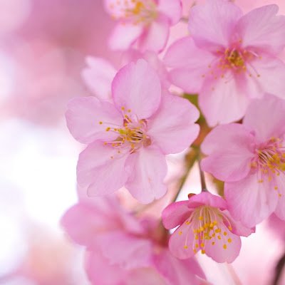 Lisa_V_dot's profile picture. Going on the computer, but professionally