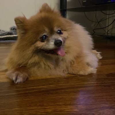 HI😀 I’m Tyson THE POMERANIAN🐶I rule the universe,I don’t do stairs,I go walking when carried,I expect a tummy rub every 30 mins & LOVING PM Anthony Albanese❤️