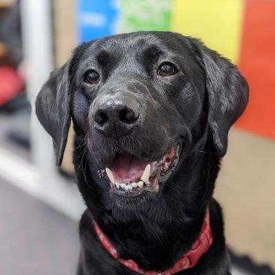 🐾School Dog Robbie🐾 
I love working @Inspire_Ashton part of @TrustVictorious