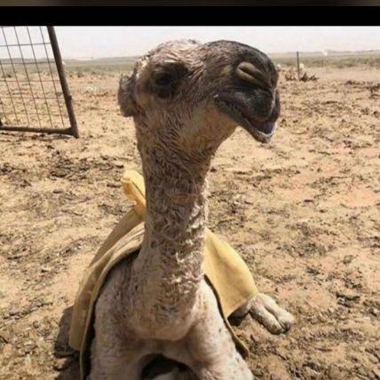 الإبل عز لأهلها و الغنم بركة و الخير معقود في نواصي الخيل إلى يوم القيامة
