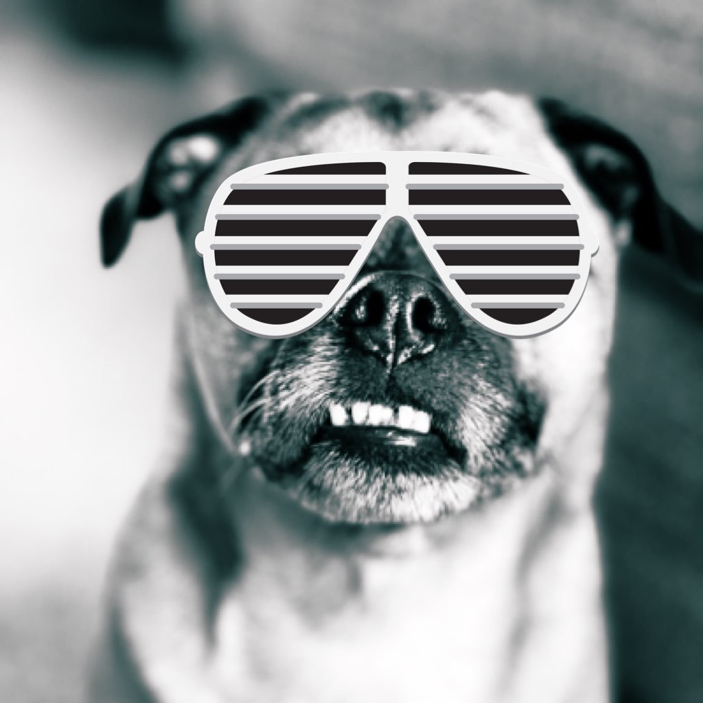 BigDerekDog's profile picture. 