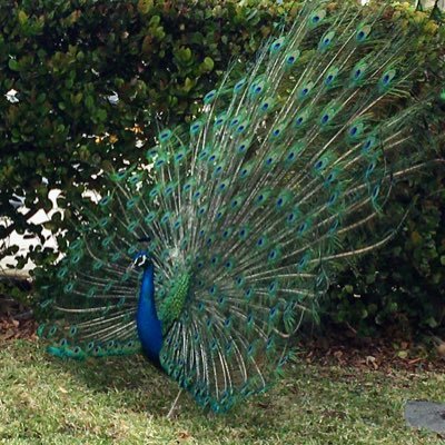 bluemorpho_22's profile picture. she/her
