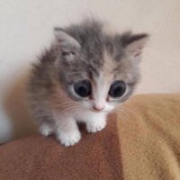 yerimi (@spinsect) 's Twitter Profile