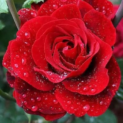 Maggie38011226's profile picture.