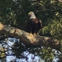 🌺America🇺🇸Forever🌺 (@tammyka91101037) 's Twitter Profile