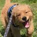 進撃の大型犬 (@goldenletriever) Twitter profile photo 進撃の大型犬 (@goldenletriever) Twitter profile photo