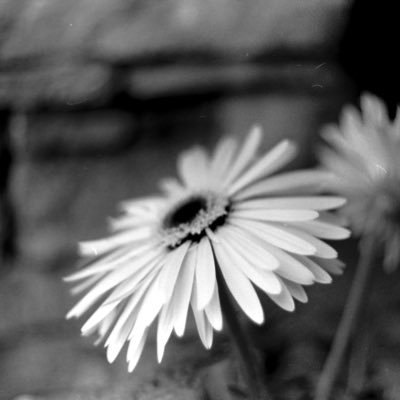 roman_minetto's profile picture. 