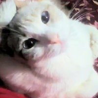 Elizabeth ❤️🇲🇽🌎🐾🐱🐶 (@luna_solaris) 's Twitter Profile