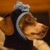 Watson-the-Dachshund (@dachshundwatson) Twitter profile photo Watson-the-Dachshund (@dachshundwatson) Twitter profile photo