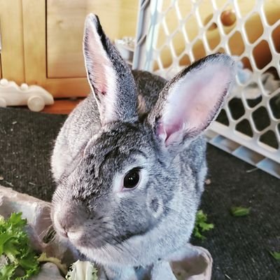 Hi, I'm Judy! I was rescued and then had babies! My giant hooms decided to keep my liddls Féile & Samhain too!
Insta @BigBunJudyBooty 
TikTok @bigbunn.judybooty