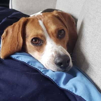 Decimat82079991's profile picture. printf(Hello World!);