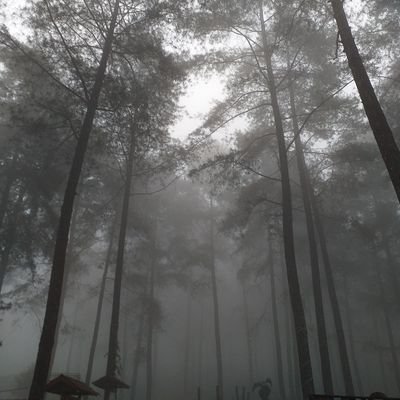 __branches's profile picture. 