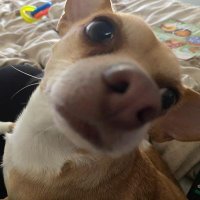 The Nels (@thenels) 's Twitter Profile Photo