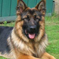 German Shepherd(@gsdheart) 's Twitter Profile Photo