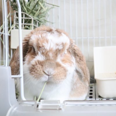 2人の子育て中/無言フォロー失礼します🙏Twitter超初心者🔰/カメラ初心者📷/うさぎ🐰/カメ🐢/アクアリウム🐠/陽気な夫と子供達