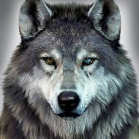 W.wolf 🦊(@WWolf512) 's Twitter Profile Photo