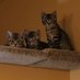 Joyce 🐱🐶🐾🐝🍁🌎 (@joycecurrier2) Twitter profile photo Joyce 🐱🐶🐾🐝🍁🌎 (@joycecurrier2) Twitter profile photo