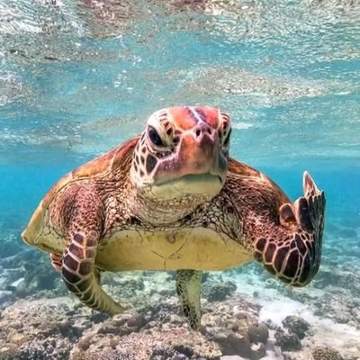 Strictapokey Profile