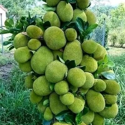 Topu06226900's profile picture. Teachers