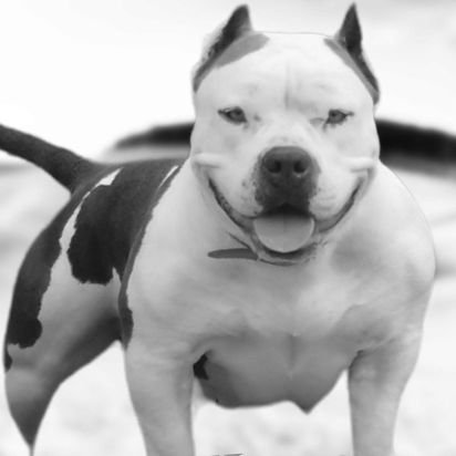 Stibullysro's profile picture. Americanbullylife#bullylove