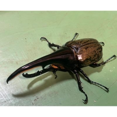 8ru8ru (@hercules_farm) / Posts / X