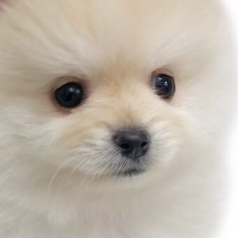 あかりんちょすさんのプロフィール画像