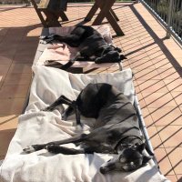 Kenny Amy and Jaynie🌈 the Greyhounds (@greythounds99) 's Twitter Profile