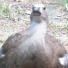 lionlee123's profile picture. i Am done