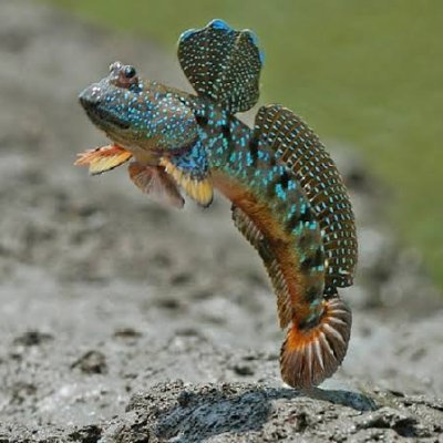 kijil_miang's profile picture. penyadap getah