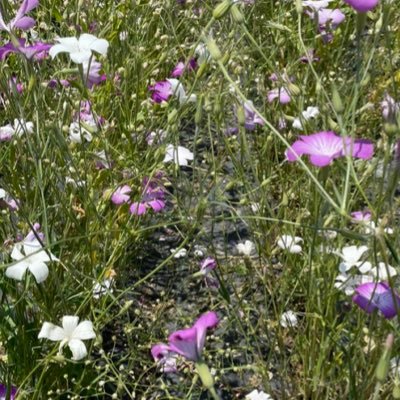 xthxBdvb8XC01sM's profile picture. valorantをワイワイ楽しくやると戦友を増やしたいってことよ！とにかく楽しくやれたらいいなーって思ってます(^^)ちなみに男です！