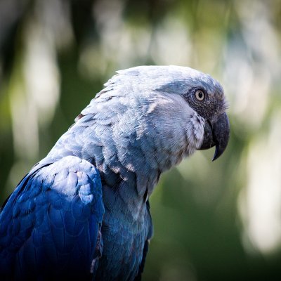 Parrot Protect Profile