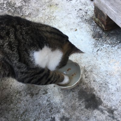 NomuraNagashima's profile picture. booksながしまに出没 mtg edh GAにただいまお熱です。