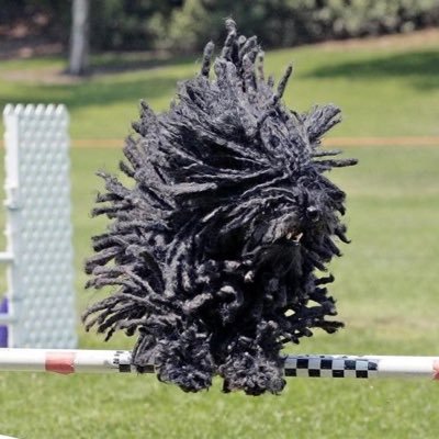 caribou_____'s profile picture.