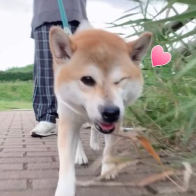 柴犬をこよなく愛する人間です。