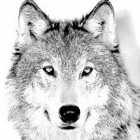 Bad Wolf (@xxbadwolfx) 's Twitter Profile Photo Bad Wolf (@xxbadwolfx) 's Twitter Profile Photo