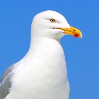 Inga (@cornishspouse) 's Twitter Profile Photo