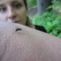 Vector Entomology UZH (@uzh_vector) 's Twitter Profile Photo Vector Entomology UZH (@uzh_vector) 's Twitter Profile Photo