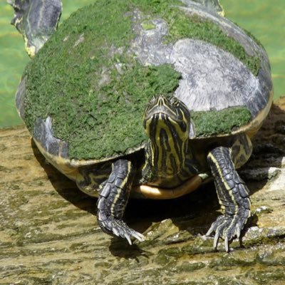 Une tortue mélancolique et toujours si amoureuse. Et qui se pose tant de questions légitimes & illégitimes. Aimer avec désir. Baiser avec amour.