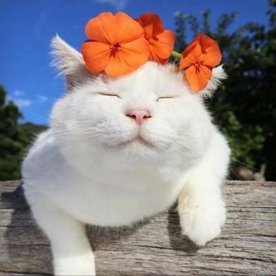 UntoldSuffering's profile picture. 