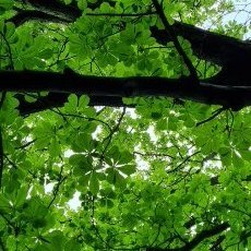 BigmanRavon's profile picture. 