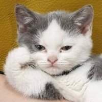 Tank (@a6ugos6ek0xz0y2) 's Twitter Profile