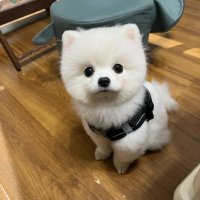 Bai Yuqing (@ximo1987) 's Twitter Profile