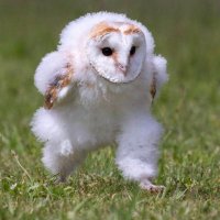 フクロウ (@f11owcmvzazqr3u) 's Twitter Profile