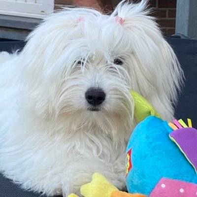 Maeve, a #CotondeTulear puppy picks up where #OTRB 🌈Choupette left off. 🐾Insta: maeveandchoupettesfamily #ItsmeMaeve #RememberingChoupette