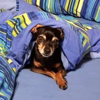 Bella - Ministerin für Menschenbettbesetzung (@sofakrokodil) 's Twitter Profile