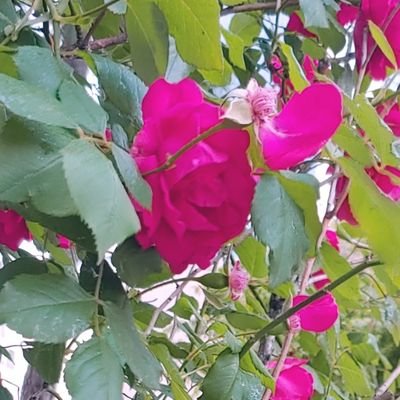 mariさんのプロフィール画像