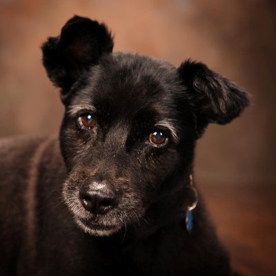 Seller of natural dog treats (Urban Dog Barkery) in our new store and other must haves for your pampered pooches and kitties! https://t.co/OaQKl9H3r0