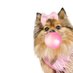 Bella (@bellabearpom) Twitter profile photo Bella (@bellabearpom) Twitter profile photo