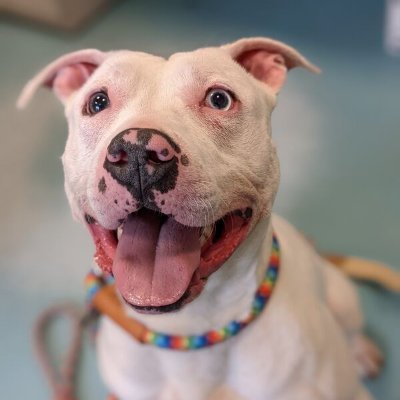 Portsmouth Humane VA adoptable pets tweet their stories! Powered by volunteers, fosters, staff using @AdoptMeApp. Click getpet dot info in tweet for pet profile