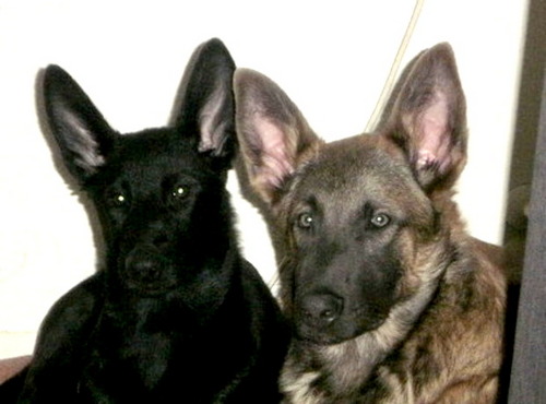 Ritch45's profile picture. bourgondisch